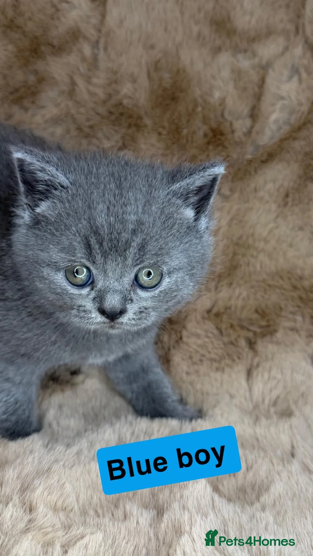 British Shorthair cats for sale: Beautiful British shorthairs  - Advert 13