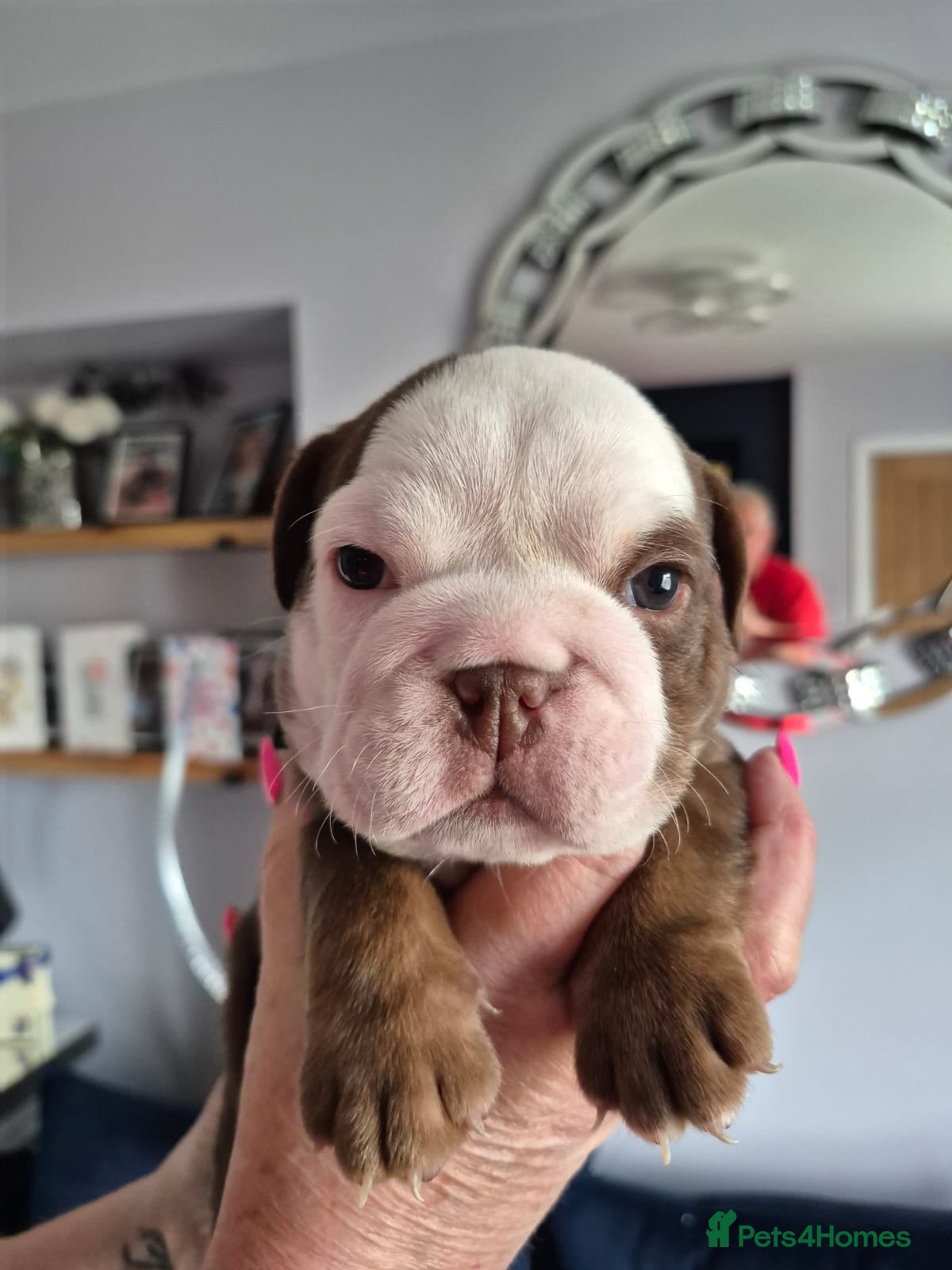 English Bulldog dogs Beautiful KC English Bulldog puppies for sale  - Advert 1