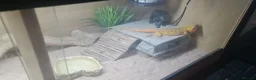 Bearded Dragon reptiles for sale: Adult male + female package - Advert 7