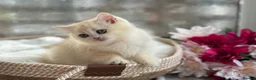 British Shorthair cats for sale: 💛Premium golden chinchilla bsh kittens 💛 - Advert 32