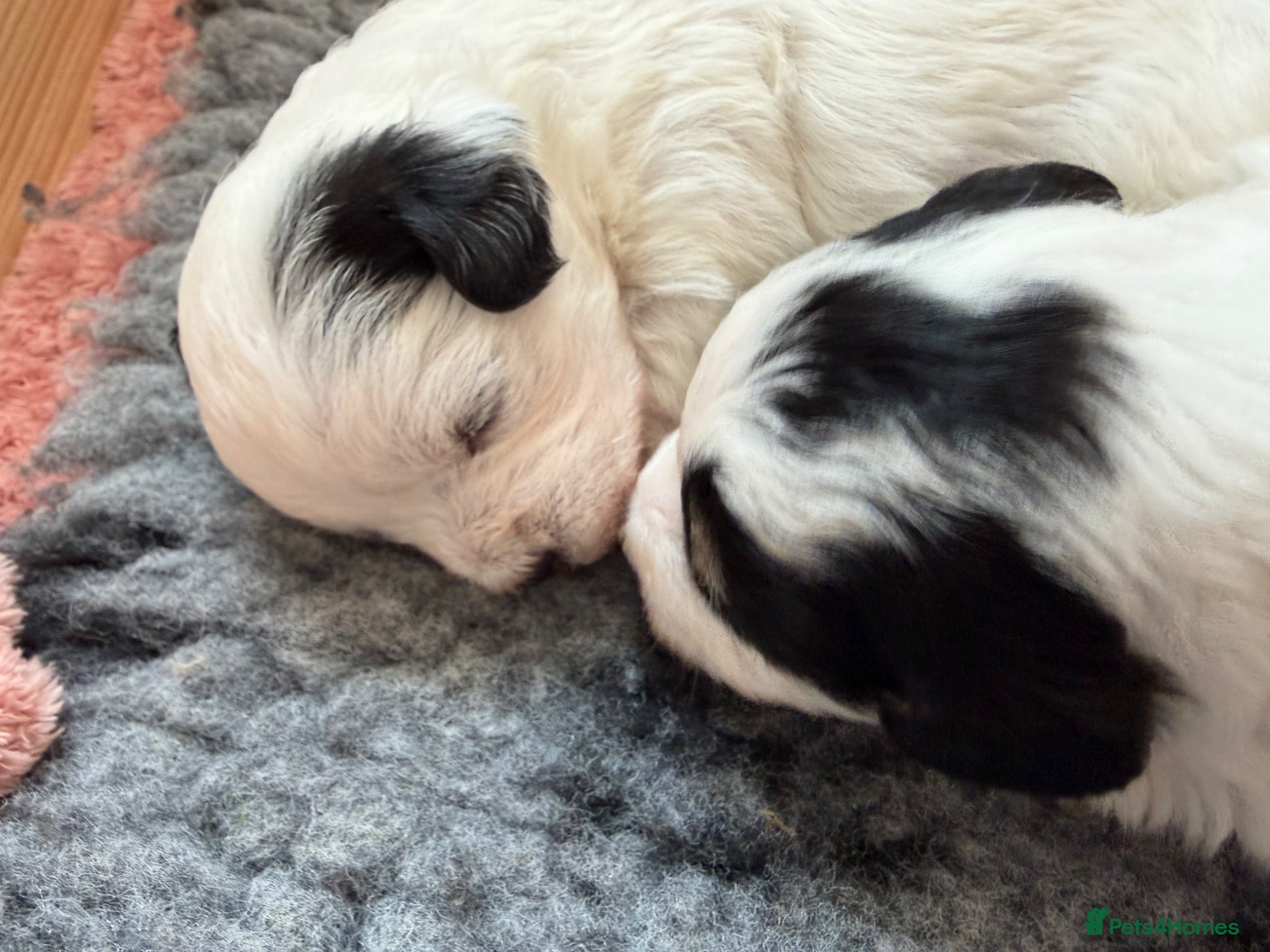 Yorkiepoo dogs 4 stunning Yorkiepoo Puppys  - Advert 1