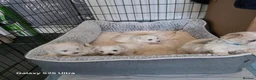 Maltese dogs for sale: Fabulously gorgeous maltese in Stevenage - Advert 9