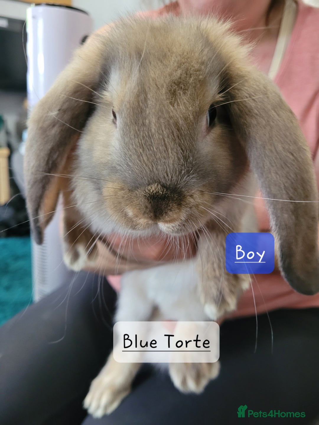 French Lop rabbits for sale: Pure Bred French Lop babies  - Image 4