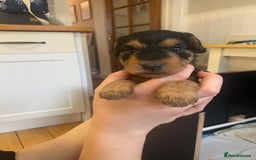 Lakeland Terrier dogs for sale: Lakeland Terrier pups - working style black & tan! - Image 23