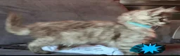 Maine Coon cats for sale: Pets or Breeding Maine Coon kittens in Manchester - Advert 16