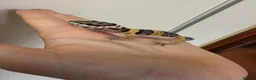 Leopard Gecko reptiles for sale: Baby leopard geckos - Advert 33