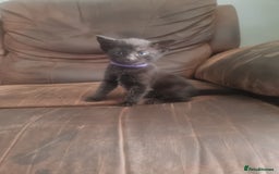 Domestic Shorthair cats for sale: 3 black kittens  - Image 7