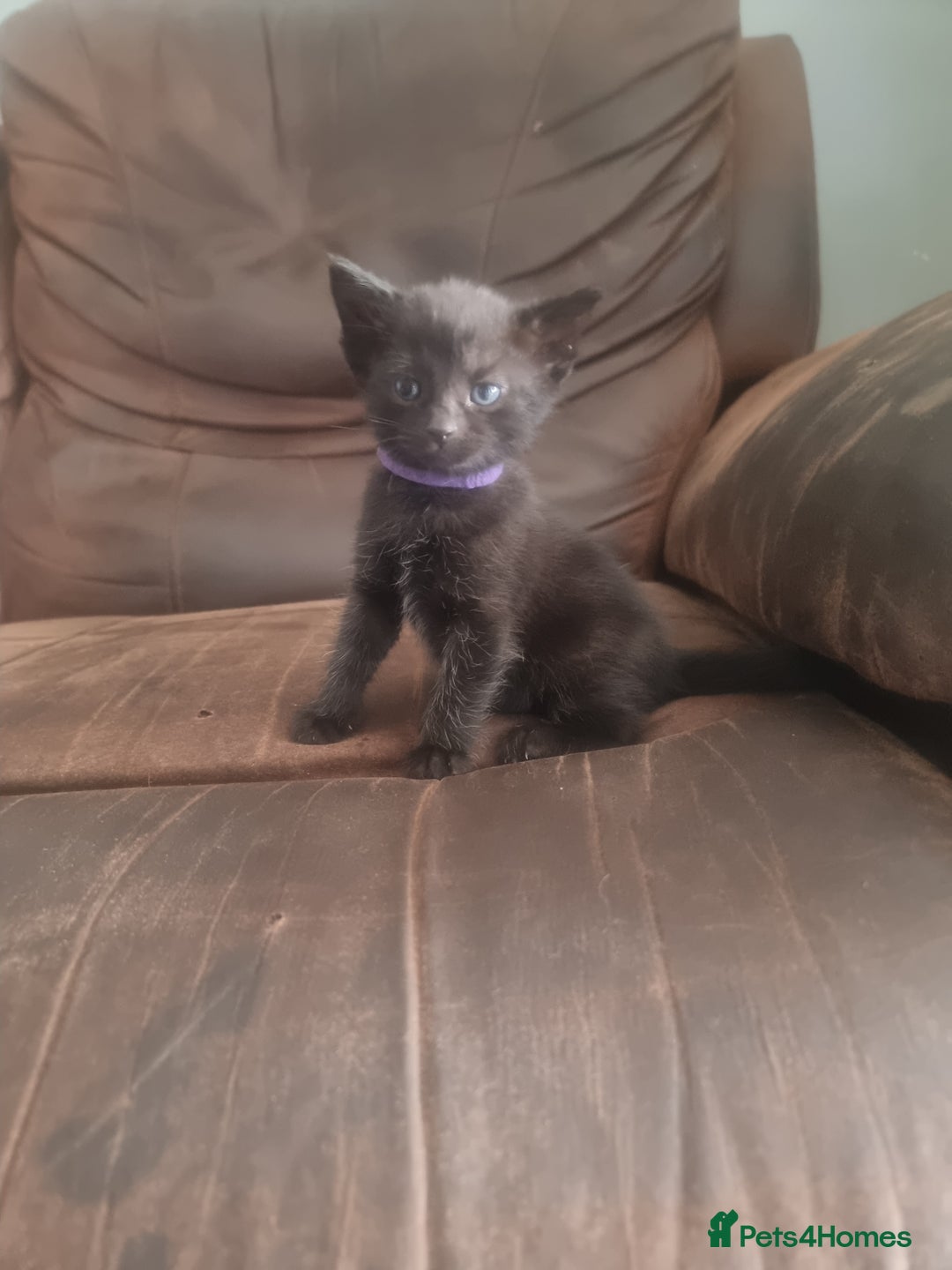 Domestic Shorthair cats for sale: 3 black kittens  - Image 7