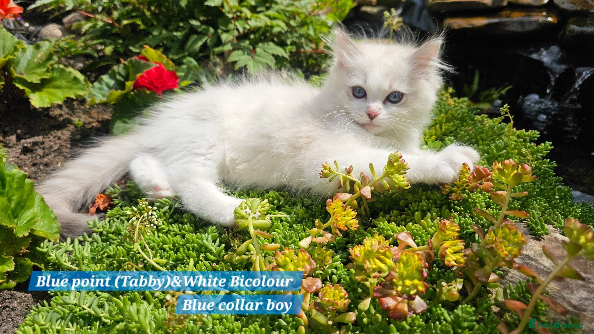Ragdoll cats  Ragdoll Boys (TICA) 2 boys left - Advert 2