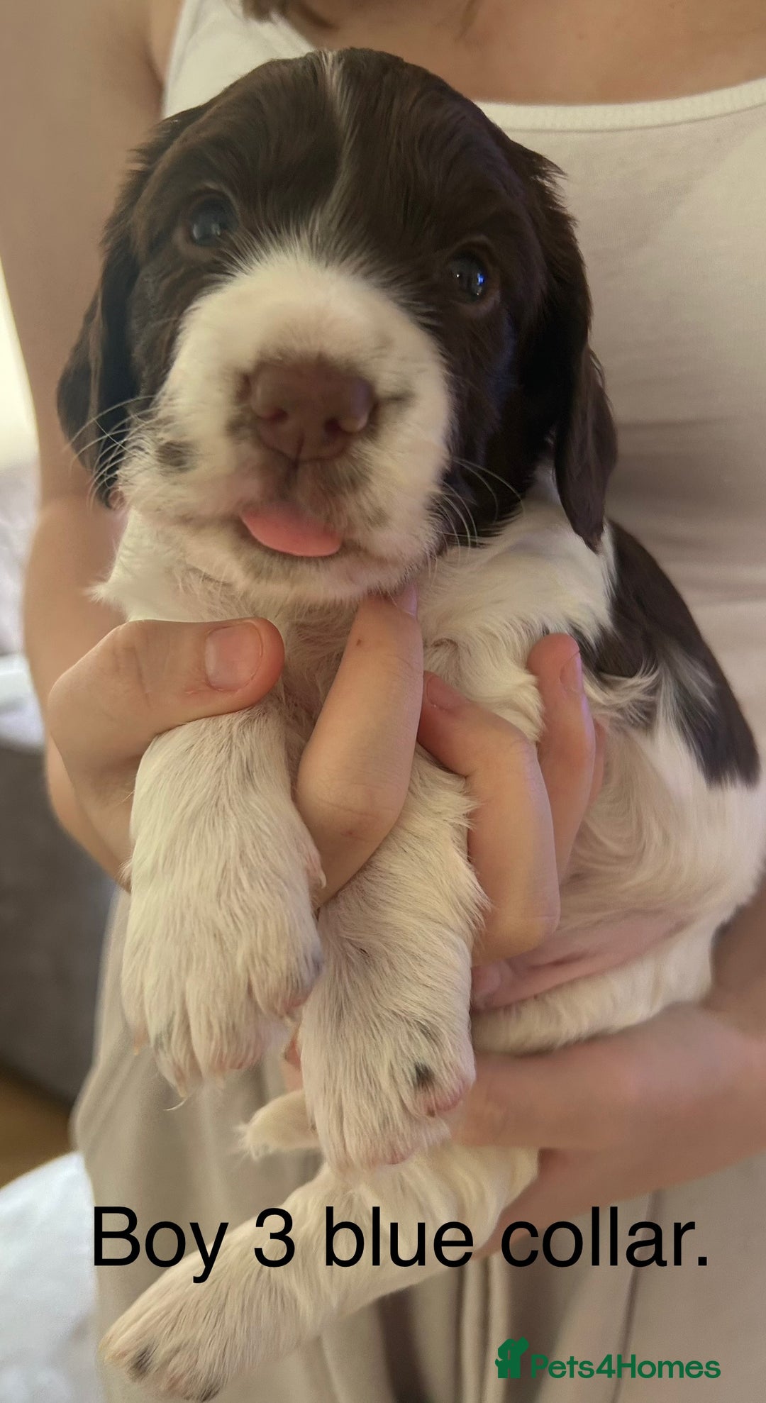 Sprocker dogs for sale: Sprocker puppies  - Image 6
