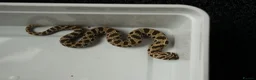 Snake reptiles for sale: 2026 Juvenile Arctic Hognose Snakes in Plymouth - Advert 4