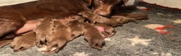 Labrador Retriever dogs for sale: Chocolate Labrador puppies - Advert 5