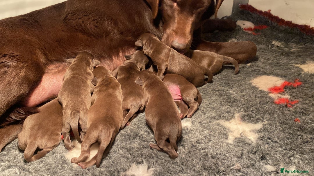 Labrador Retriever dogs for sale: Chocolate Labrador puppies - Advert 5