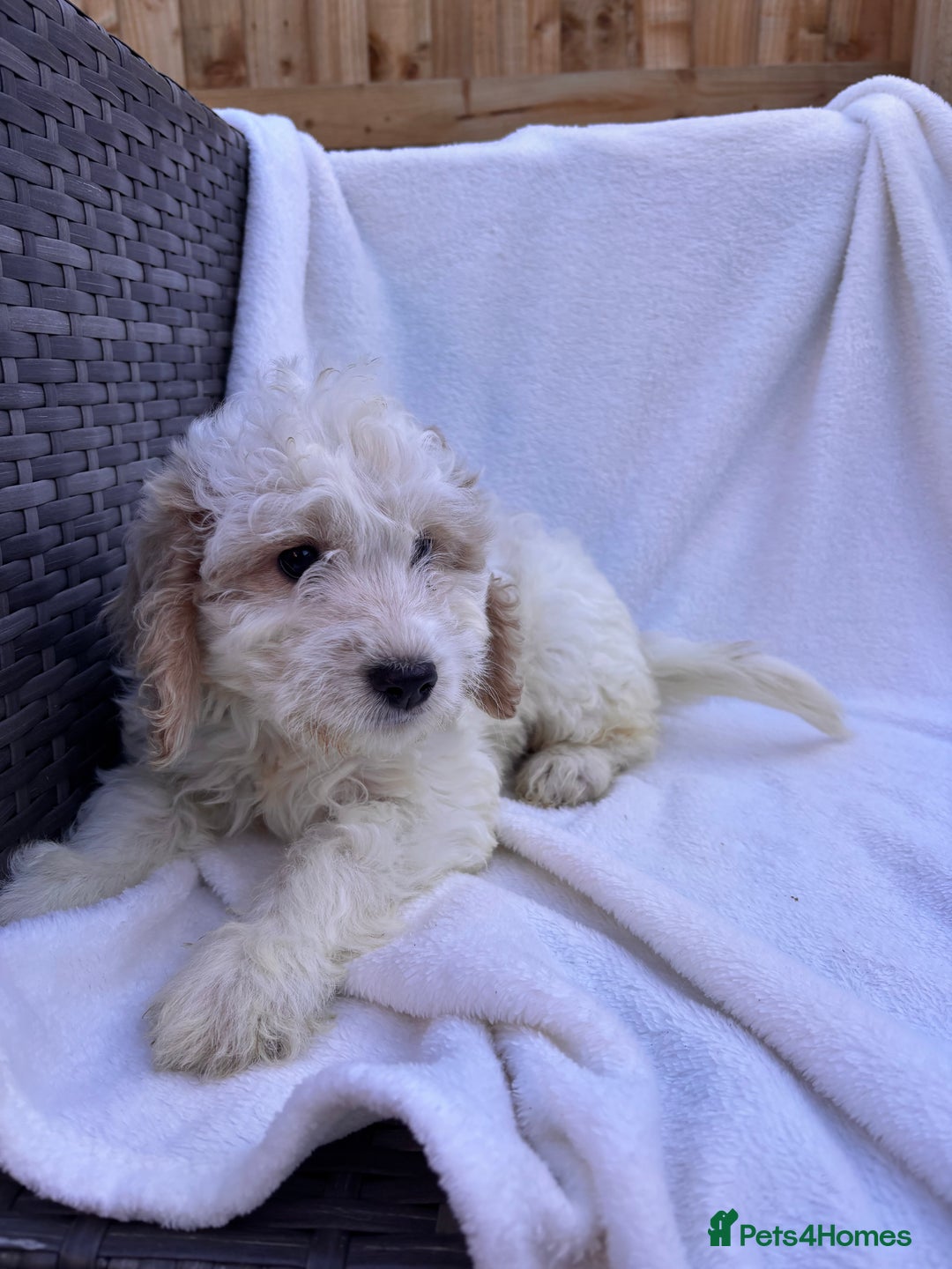 Cockapoo dogs for sale: F1 toy cockapoo puppies - Image 9