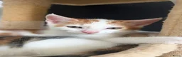 Mixed Breed cats for sale: 2 kittens ready for new homes  - Advert 12