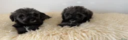 Schnoodle dogs for sale: Schnoodle puppies for sale  - Advert 6