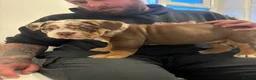 Olde English Bulldogge dogs for sale: 4 beautiful pups ready now  - Advert 3