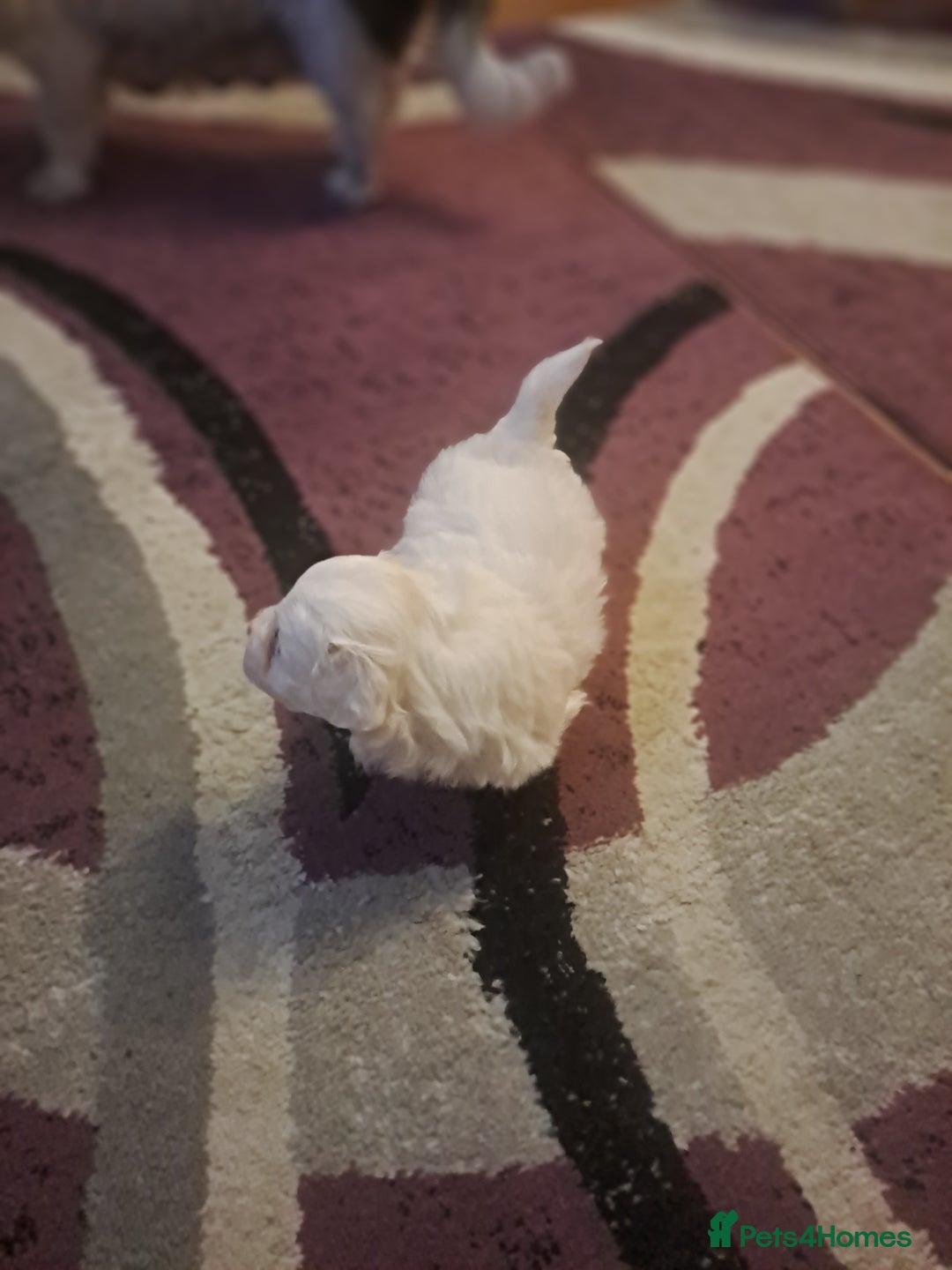 Bichon Frise dogs for sale: 4beautiful Bichon Frise puppies (3boys and 1 girl) - Advert 30