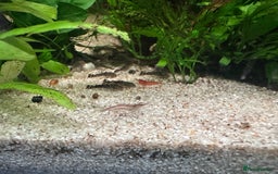 Plecos fish for sale: Juvenile bristle-nose plecos - Image 4