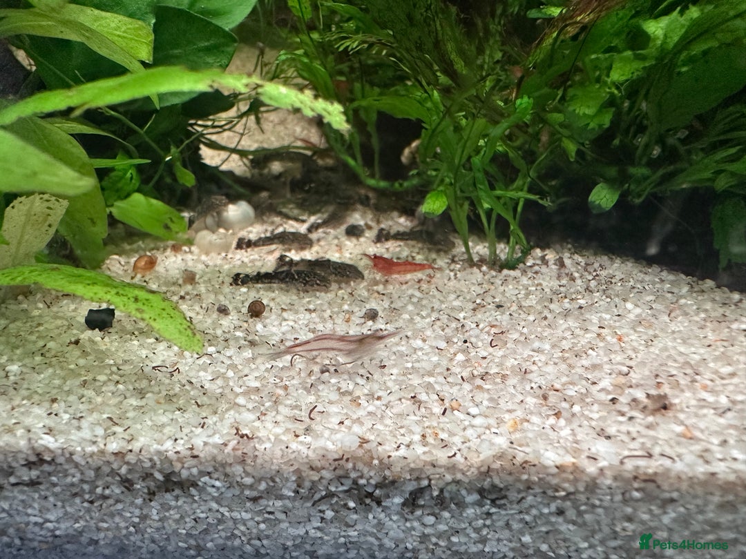 Plecos fish for sale: Juvenile bristle-nose plecos - Image 4