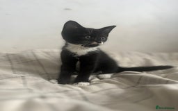 British Shorthair cats for sale: Adorable Kittens - Image 8
