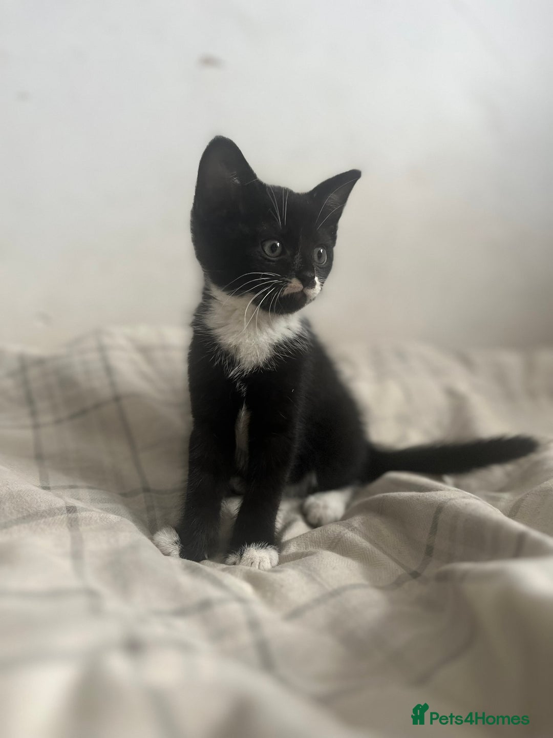 British Shorthair cats for sale: Adorable Kittens - Image 8