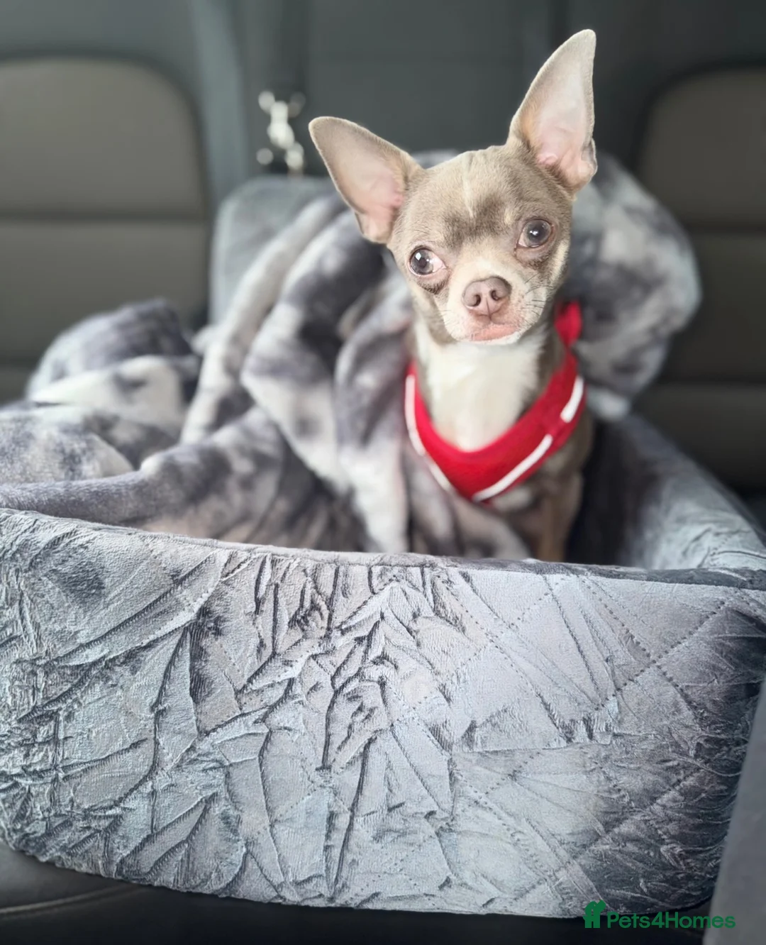 Chihuahua dogs for stud: ILOVE: Freddo – KC Registered Lilac Chihuahua Stud - Advert 2