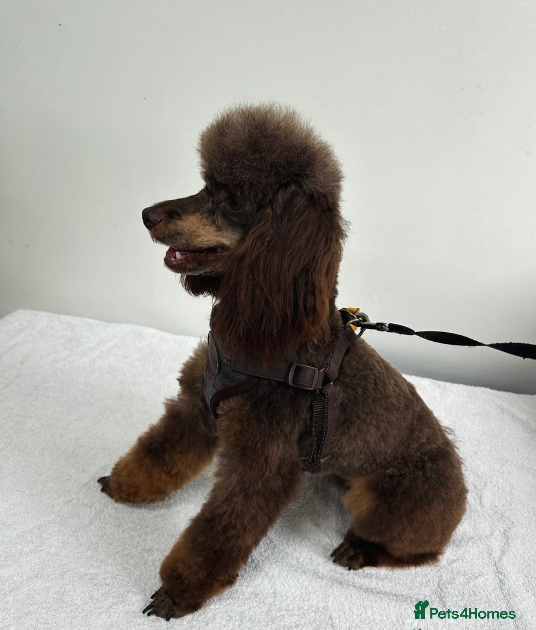 Cavapoo dogs for sale: Extensive health tested f1 cavapoo pups males  - Image 7