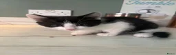 Domestic Shorthair cats for sale: Kittens  in Goole - Advert 5