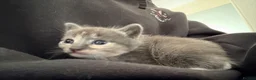 Mixed Breed cats for sale: Five beautiful kittens  - Advert 22