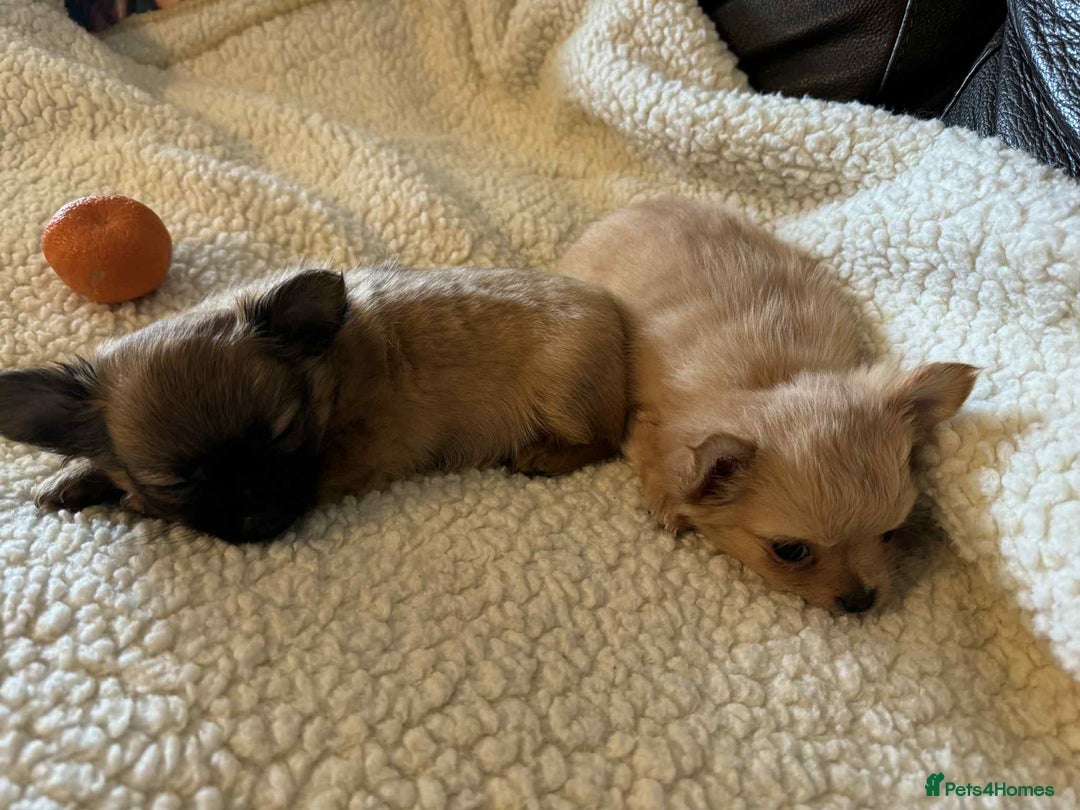 Chihuahua dogs for sale: Chihuahua long coat puppies ...only BOY left - Image 33