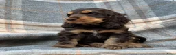 Cocker Spaniel dogs for sale: Adorable kc reg show cocker spanial  - Advert 9