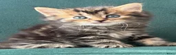Mixed Breed cats for sale: Turkish Agura mix kitten  - Advert 5