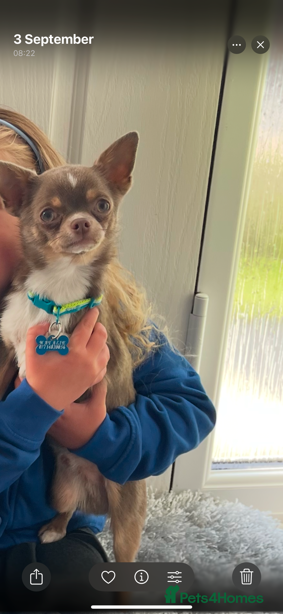 Chihuahua dogs for stud: Chihuahua stud in North Shields - Advert 2