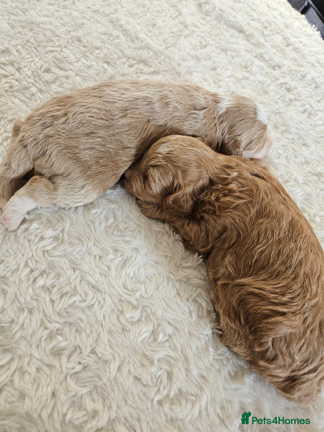 Maltipoo dogs for sale: Stunning Maltipoo Puppies ❤️  - Image 27