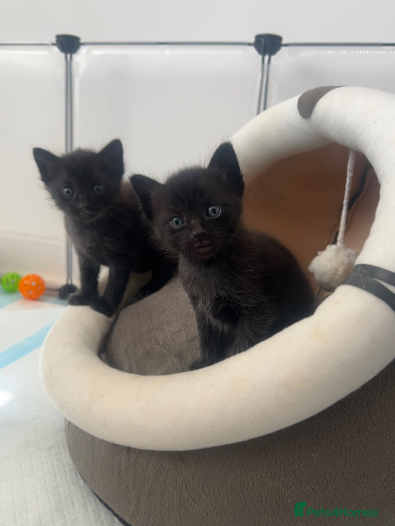 Mixed Breed cats Ragdoll X Kittens  - Advert 3