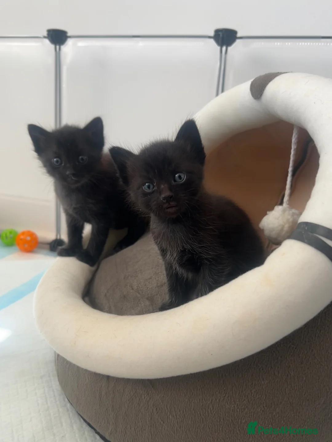 Mixed Breed cats for sale: Ragdoll X Kittens  - Advert 1