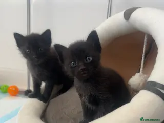 Mixed Breed cats Ragdoll X Kittens - Advert 11