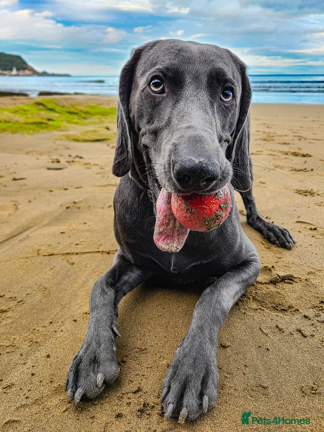 Weimaraner dogs for stud: No Cost 1 Year Old Blue Weimaraner For Stud - Advert 9