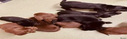 Cockerdor dogs for sale: Beautiful black and chocolate cockerdors - Advert 6