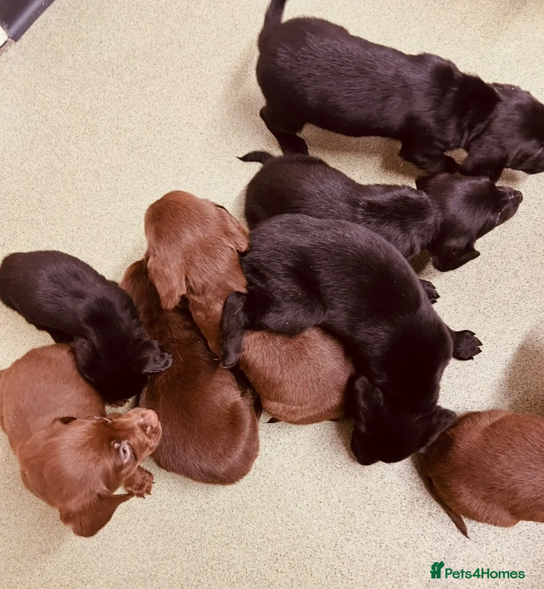 Cockerdor dogs for sale: Beautiful black and chocolate cockerdors - Advert 6