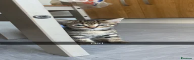 Domestic Shorthair 2
