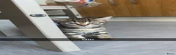 Domestic Shorthair cats for sale: Brown mackerel tabby domestic shorthair - Advert 3