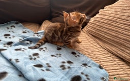 Bengal cats for sale: TICA Bengal kittens for sale . 🐱 - Image 21