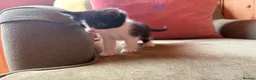 Mixed Breed cats for sale: Mixed Kittens for sale - Advert 9