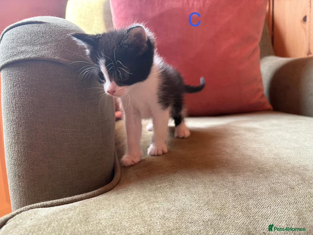 Mixed Breed cats for sale: Mixed Kittens for sale - Advert 9