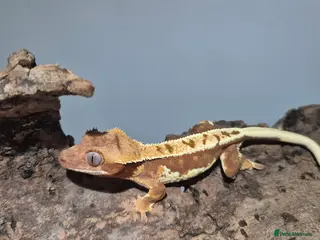 Gecko reptiles Red Base lilly white - Advert 2