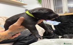 Whippet dogs for sale: 3 beautiful male whippets - Advert 7