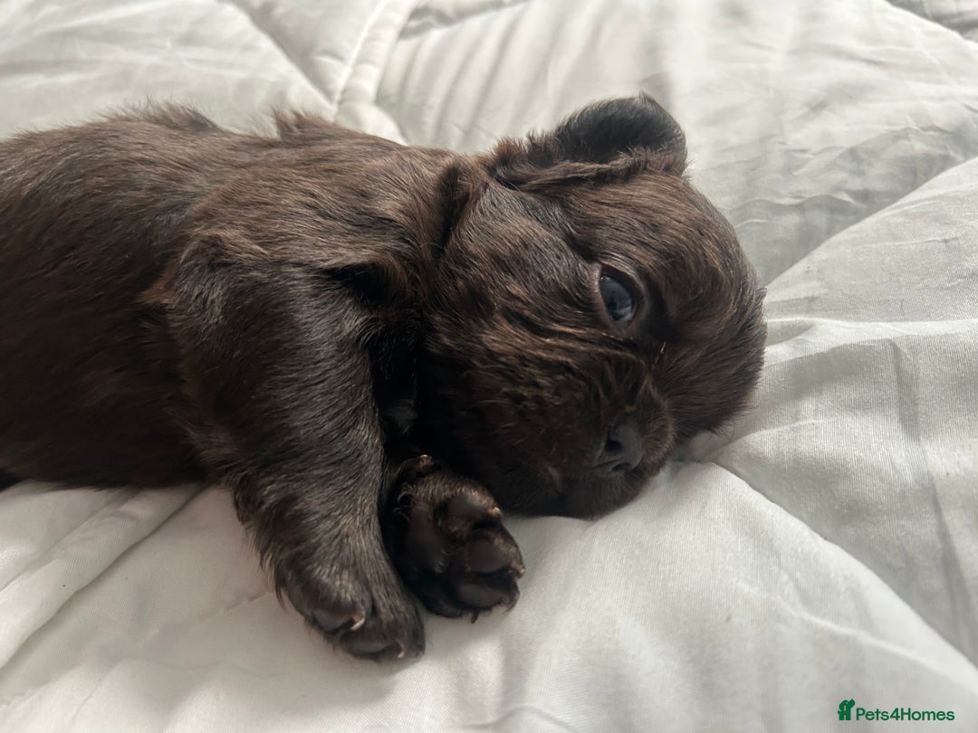 French Bulldog dogs for sale: French bulldogs , one fluffy (like his mum)  - Image 3