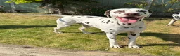 Dalmatian dogs for stud: Kc Reg Proven stud Dalmatian  in Ormskirk - Advert 5